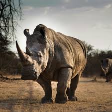 Rhinoceros 